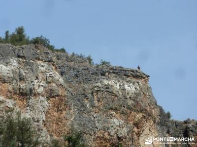 Cañones del Río Cega y  Santa Águeda  – Pedraza;senderismo wikipedia licencia de montaña